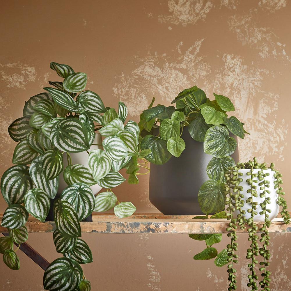 Ein rostiges Metallregal vor einer braun gefleckten Wand. Auf dem Regal stehen Kunstpflanzen in grauen und weißen Tontöpfen. Die Pflanzen sind naturgetreue Nachbildungen verschiedener Peperomien.